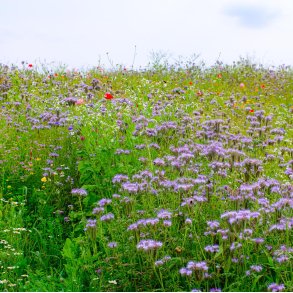 Skovdyrkernes vildtblandinger