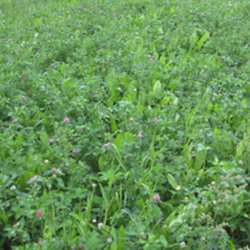 Skovdyrkernes Bio-Eng, 1 kg