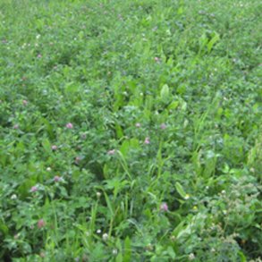 Restsalg - Skovdyrkernes Bio-Eng, 1 kg