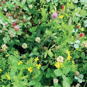 Blomster- og bestverbrak uden grs, 10 kg