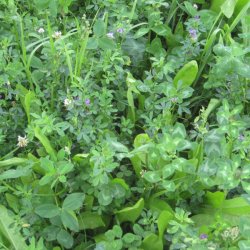 Skovdyrkernes Engblanding, 5 kg