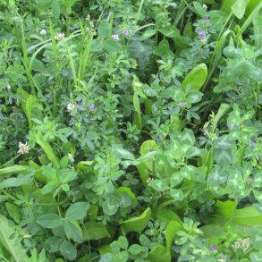 Skovdyrkernes Engblanding, 5 kg