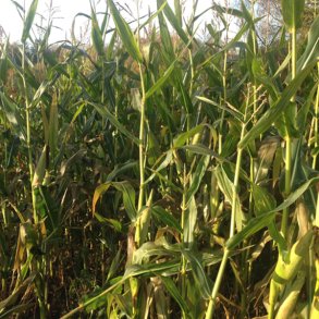 Restlager - Jgermajs, 5 kg