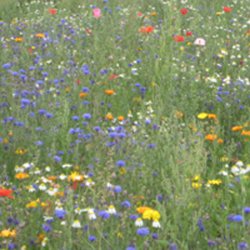 Sommerblomsterblanding, 1 kg