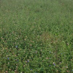 Skovdyrkernes Topmix, 2 kg