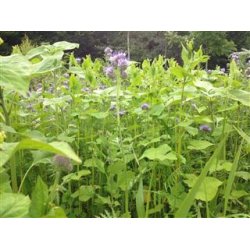 Skovdyrkernes Blomsterblanding til vildt og insekter, 5 kg
