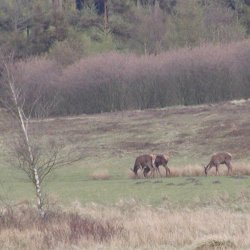 Skovdyrkernes Vildtmix til let jord, 10 kg
