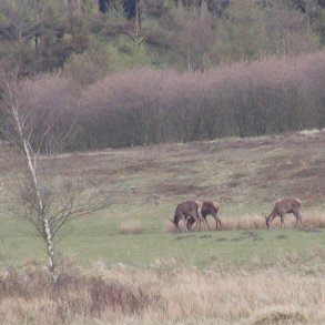 Skovdyrkernes Vildtmix til let jord, 10 kg